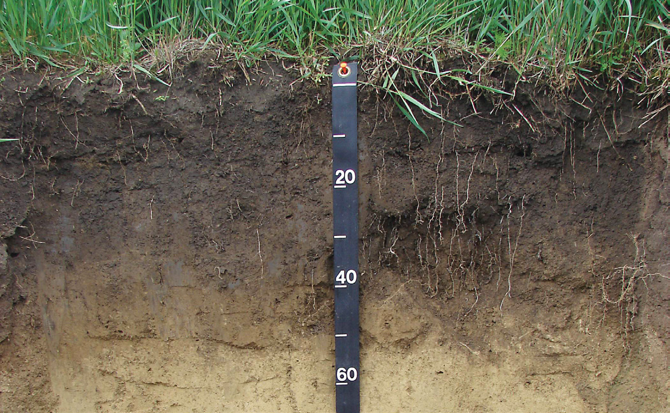 soil2.jpg