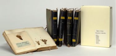 Bryophyte Records