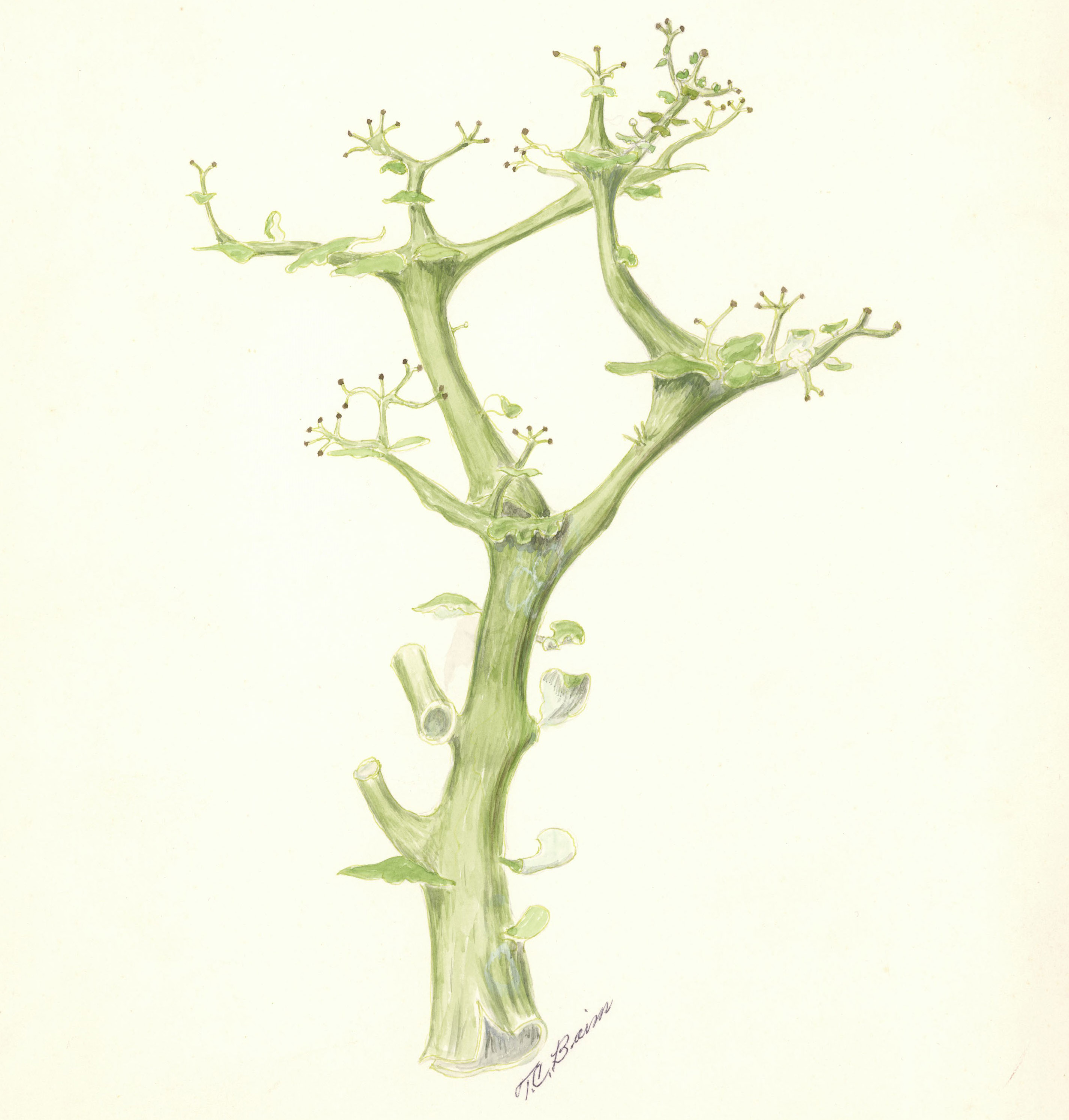 Lichen