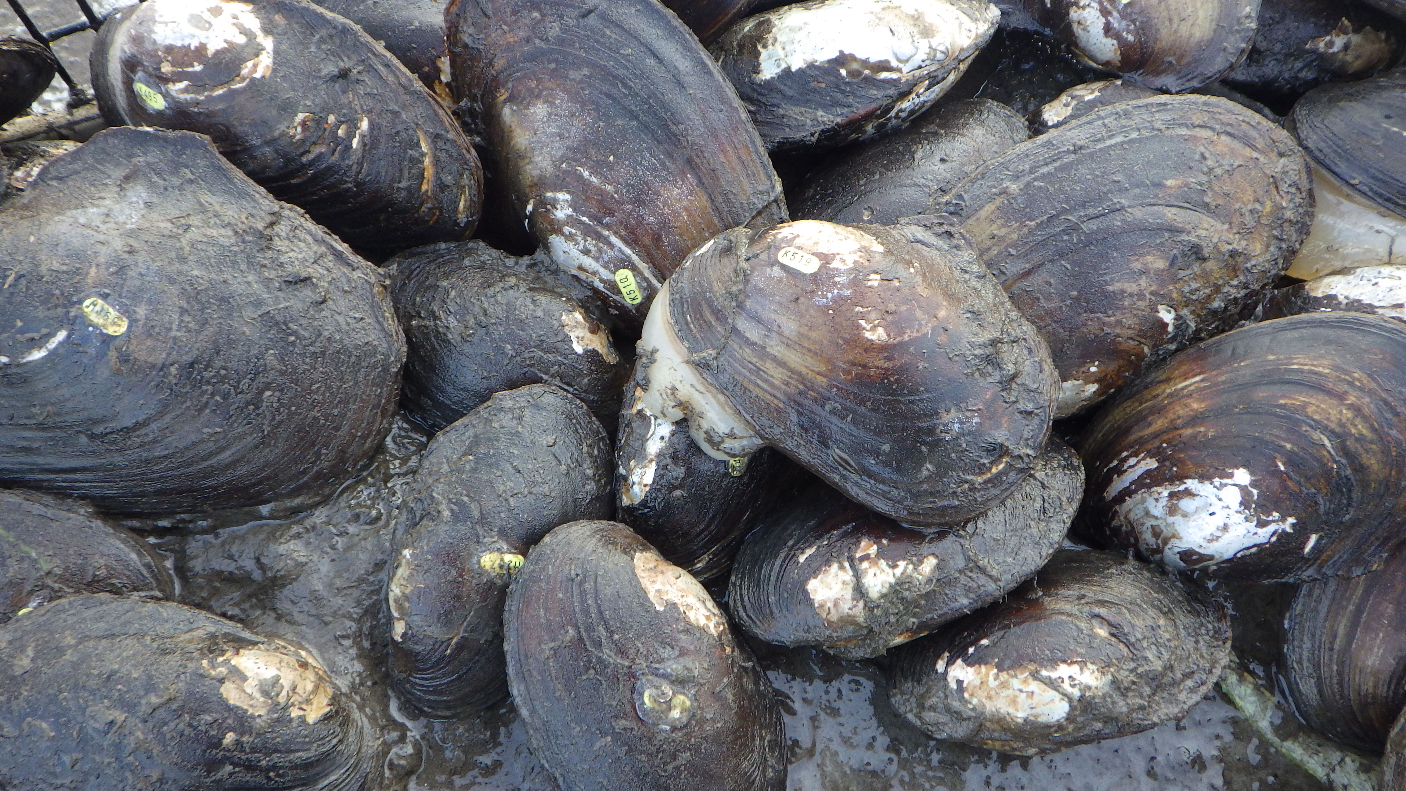 Tagged Mussels