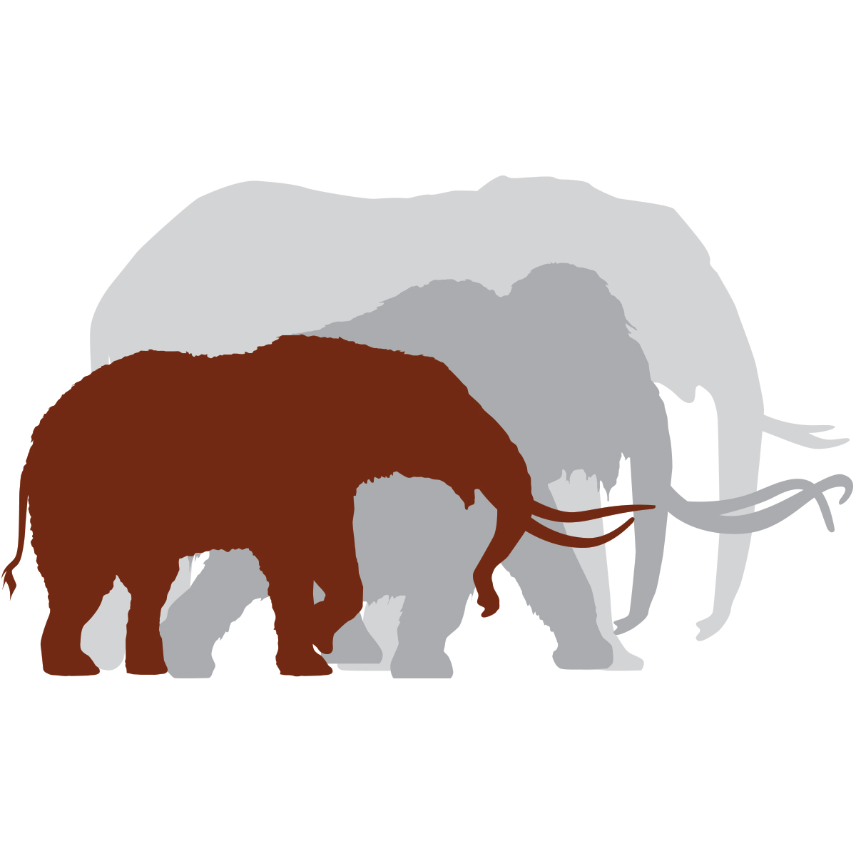 sizing chart to show difference in size of a mastodon, elephant and mammoth.