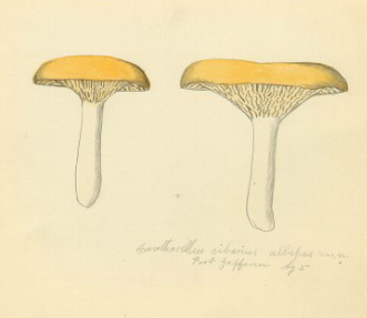 Fungi