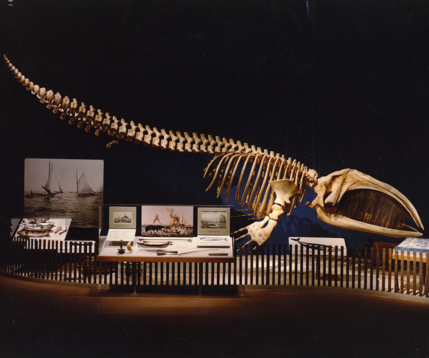 gallery view of the Port featuring a whale skeleton