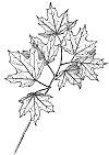 Sugar maple