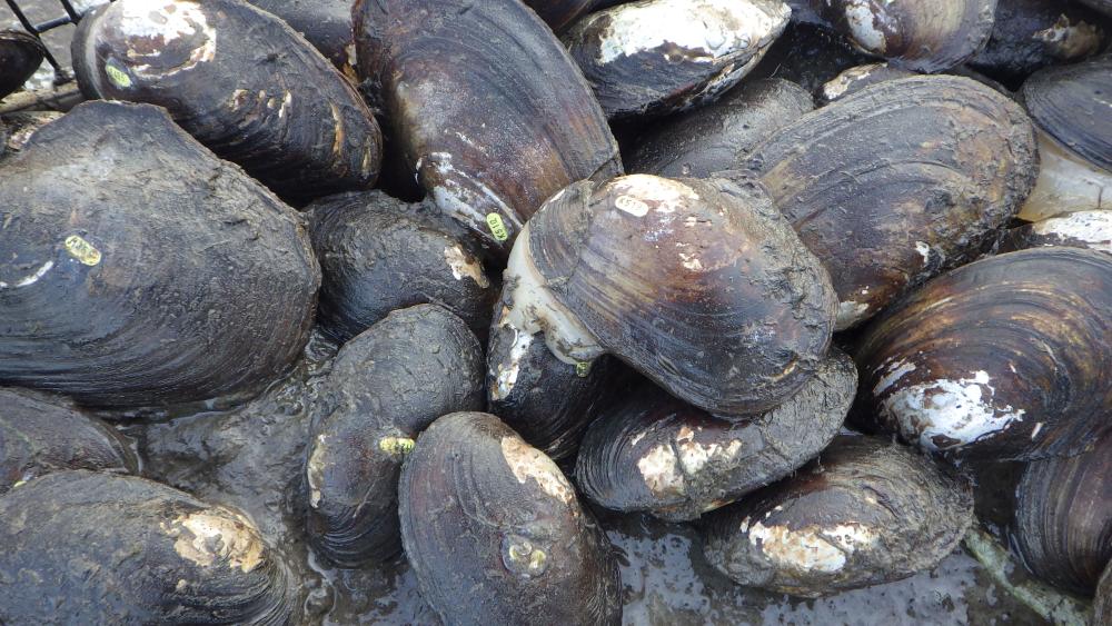Tagged Mussels