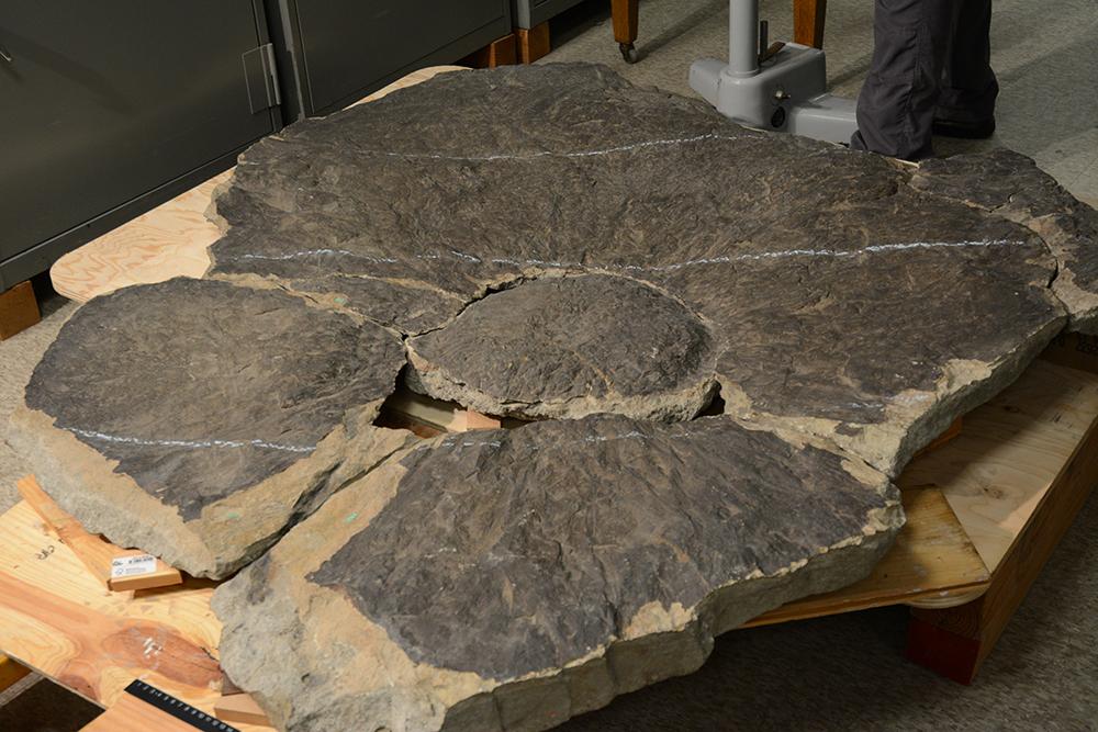 tree stump with roots fossil 