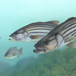 Ichthyology