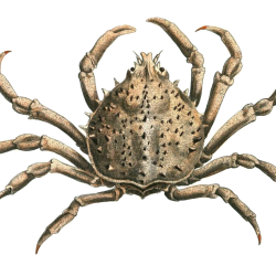 Decapoda