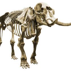 Paleontology