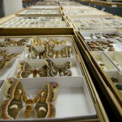 Entomology