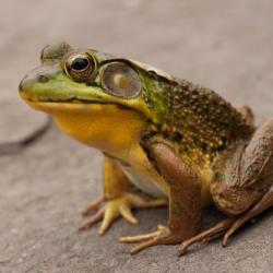 Herpetology