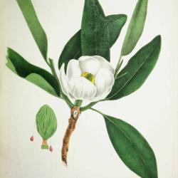 Botany Mycology