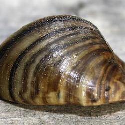 Malacology