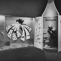 1950s_marsupial_display.jpg