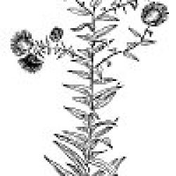  purple aster (Aster novae-angliae)