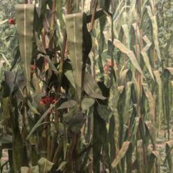 Highlighted Scenes within the Diorama