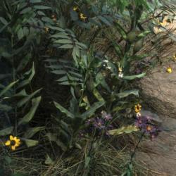 'Weed' Plants in Bloom