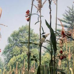 Growing corn and beans