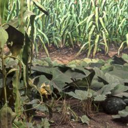 The squash vines here are