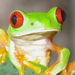 Green Frog