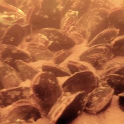 Polychlorinated Biphenyls (PCBs) in Mussels 