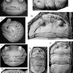 systematics