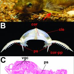 catfish photo and diagram 