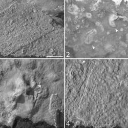 Images of satellite LIDAR data
