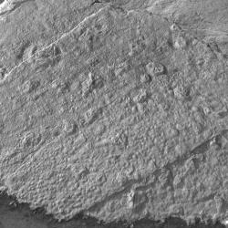 Image of Satellite LIDAR data