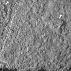 Satellite map detail