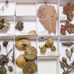 objects in museum collections