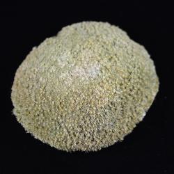Pin-cushion Moss (Leucobryum glaucum)