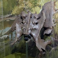 Jefferson’s Ground Sloth Pelvis