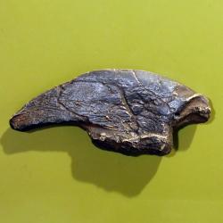 Jefferson's Ground Sloth Claw, Replica