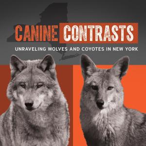 Exhibit Feature: Canine Contrasts: Unraveling Wolves and Coyotes in New York