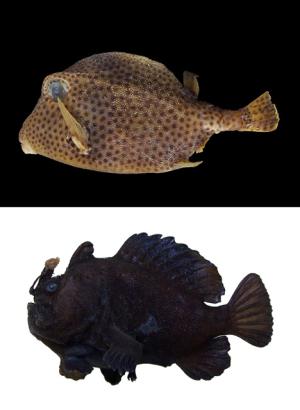 Researching a Newly Acquired Fish Collection from Long Island