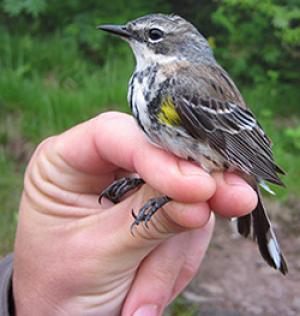 DNA studies examine the past and future of the birds of New York's Catskills and Adirondacks.