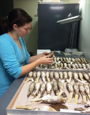 Student Profile: Museum Fellow Alyssa FitzGerald