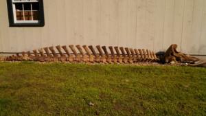 Collections News: Beaked Whale Skeleton