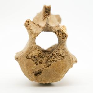 Science Tuesday: New York's First Ice Age Predator