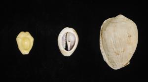 Reticulated Cowrie Helmet Shells: A Small Reminder of the Link between New York and the Caribbean