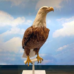 The NYSM's Bald Eagle