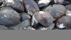 Malacology & Partnerships in Science
