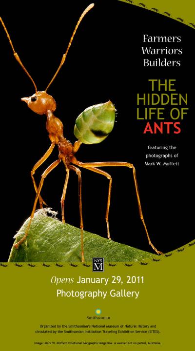 Hidden Life of Ants Poster