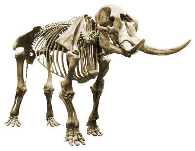 Cohoes Mastodon