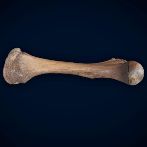 mastodon-femur.jpg
