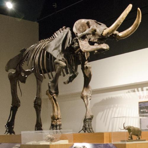 Cohoes Mastodon