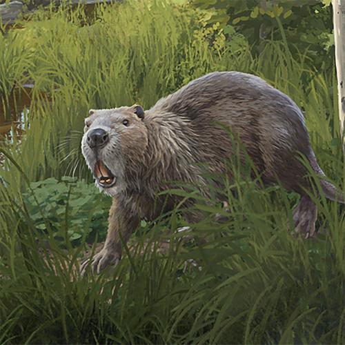 Giant Beaver