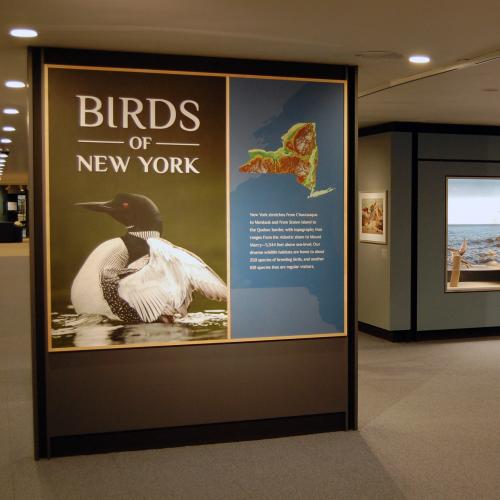 Birds of New York