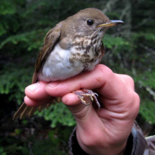 Thrush
